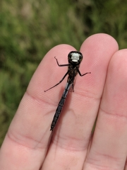 Leucorrhinia frigida