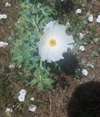 Argemone polyanthemos