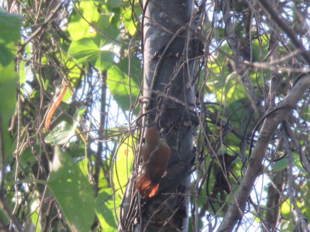 Parker's Spinetail