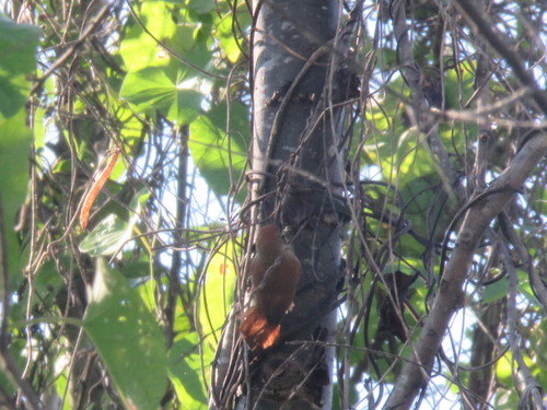 Parker's Spinetail (Cranioleuca vulpecula), photo 4