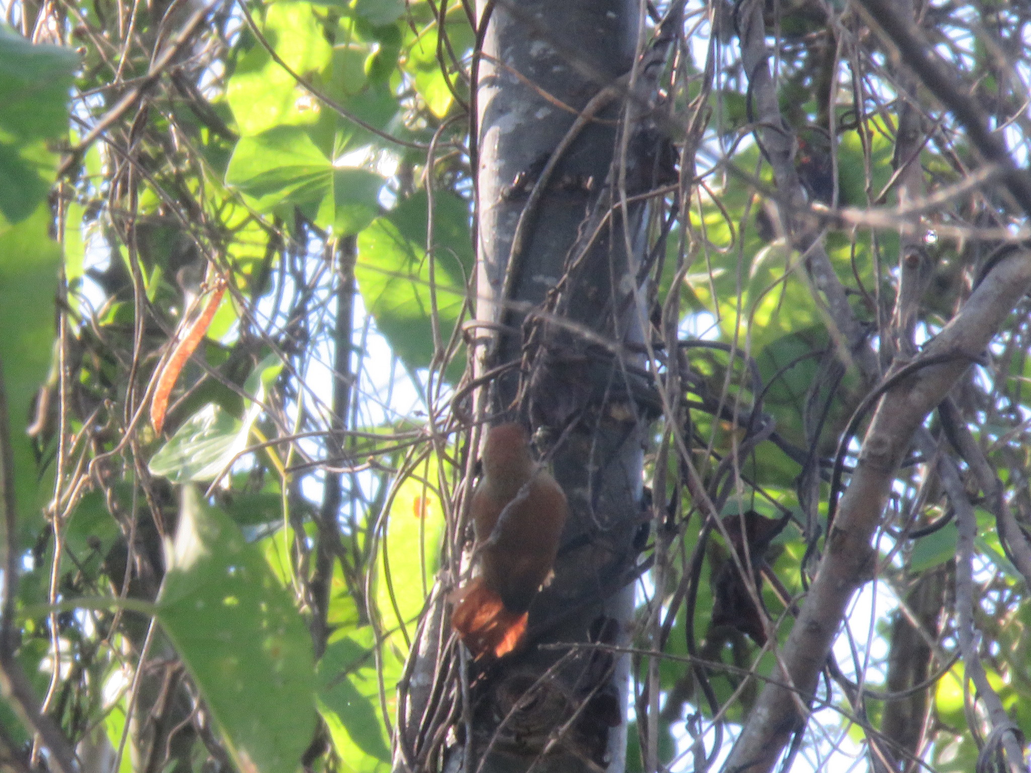 Parker's Spinetail (Cranioleuca vulpecula), photo 1