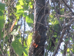 Cranioleuca vulpecula