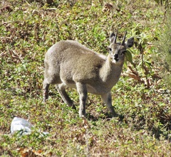 Oreotragus oreotragus saltatrixoides