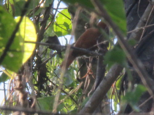 Parker's Spinetail (Cranioleuca vulpecula), photo 2