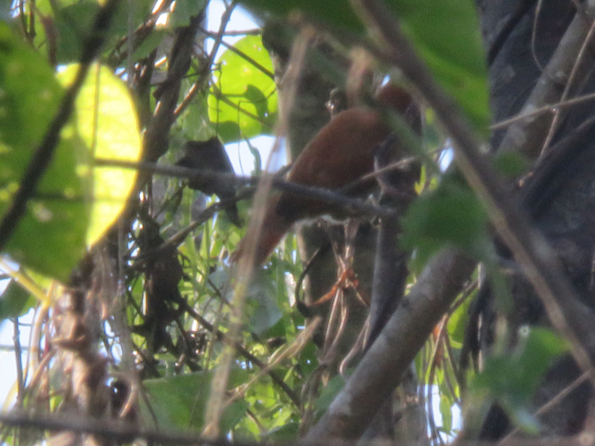 Parker's Spinetail (Cranioleuca vulpecula), photo 2