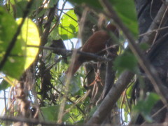 Cranioleuca vulpecula