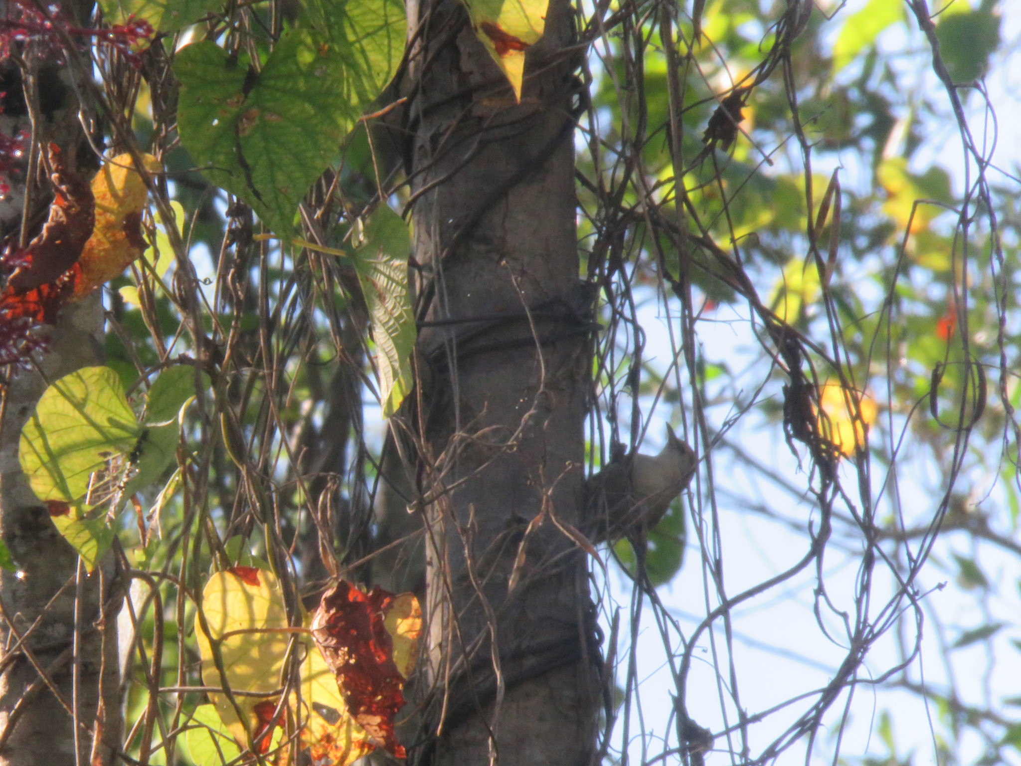 Parker's Spinetail (Cranioleuca vulpecula), photo 3