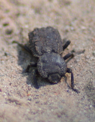 Phloeodes plicatus