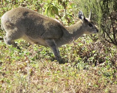 Oreotragus oreotragus saltatrixoides