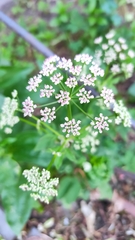 Aegopodium podagraria