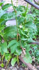 Aegopodium podagraria