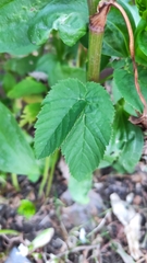 Aegopodium podagraria