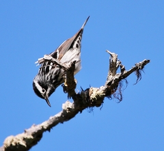 Mniotilta varia image