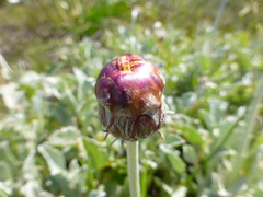 Arctotis stoechadifolia