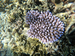 Acropora humilis