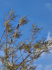 Haemorhous mexicanus