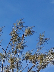 Haemorhous mexicanus
