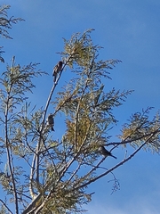 Haemorhous mexicanus