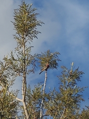 Haemorhous mexicanus