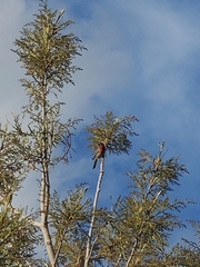 Haemorhous mexicanus