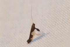 Caloptilia bimaculatella