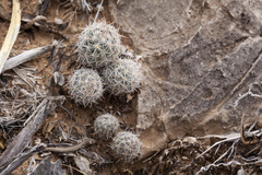 Escobaria sneedii sneedii