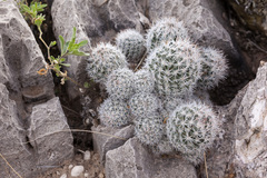 Escobaria sneedii sneedii