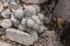 Escobaria sneedii sneedii