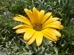 Arctotis stoechadifolia