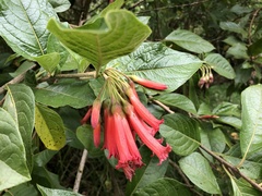 Iochroma fuchsioides