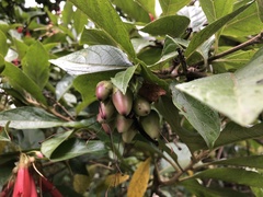 Iochroma fuchsioides