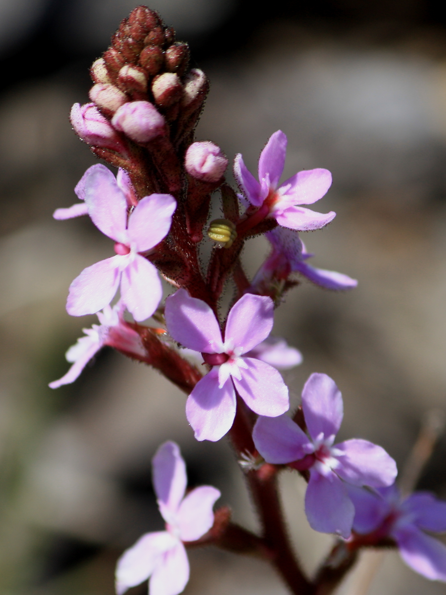 Stylidiaceae