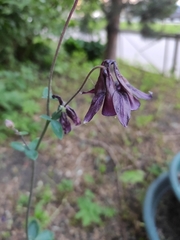 Aquilegia vulgaris