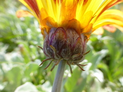 Arctotis stoechadifolia