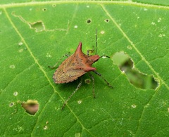 Euschistus cornutus