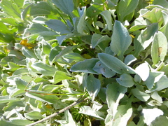 Arctotis stoechadifolia