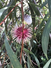 Hakea laurina