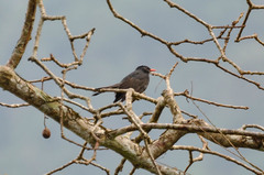 Hypsipetes ganeesa