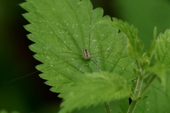 Leiobunum rotundum