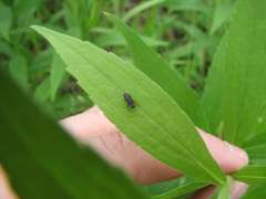 Anthaxia viridicornis