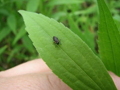 Anthaxia viridicornis