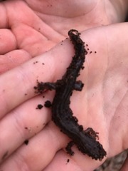 Plethodontinae