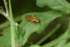 Rhagonycha translucida