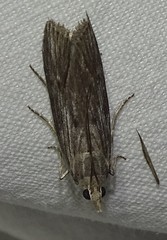 Epischnia prodromella