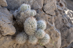 Escobaria sneedii sneedii