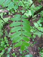 Sorbus aucuparia