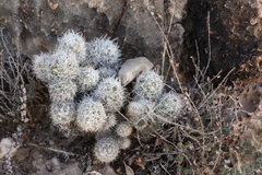 Escobaria sneedii sneedii