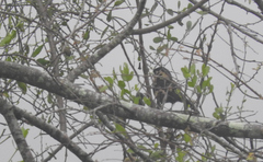 Amblycercus holosericeus