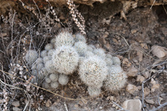 Escobaria sneedii sneedii