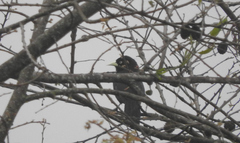 Amblycercus holosericeus